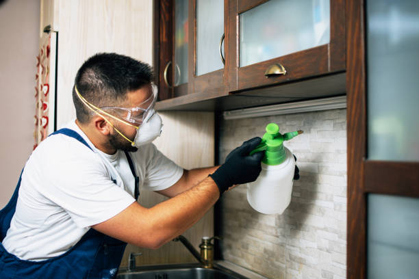 Best Flea Control Services  in Russells Point, OH