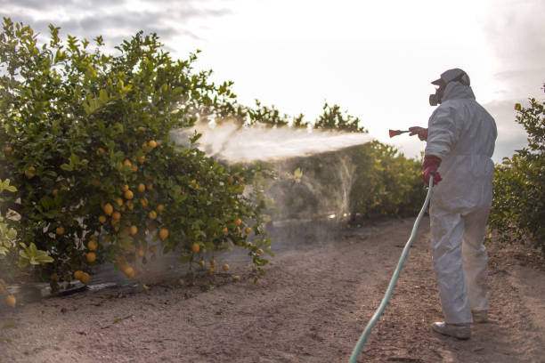 Best Emergency Pest Control  in Russells Point, OH