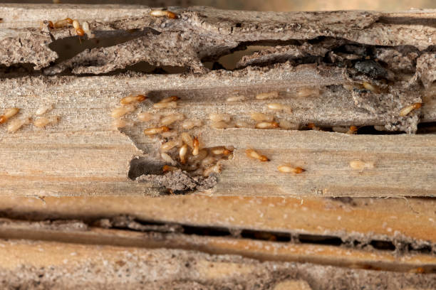 Best Pest Control Near Me in Russells Point, OH