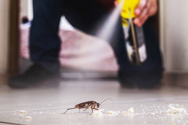 Best Insect Control  in Russells Point, OH